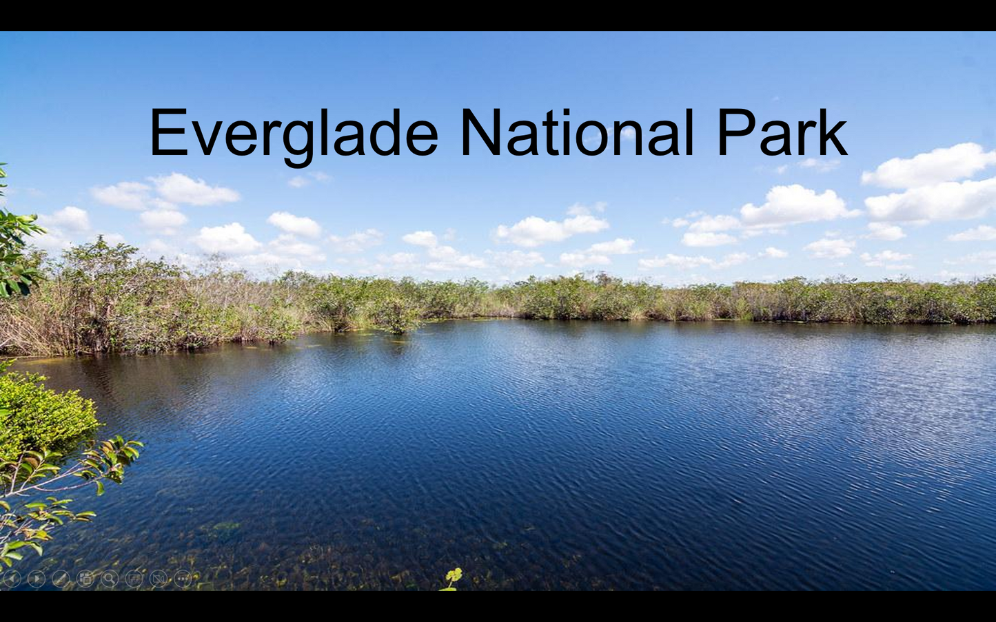 Everglades National Park: Where Alligators and Crocodiles Coexist